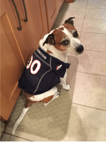 Halloween is for the Dogs!